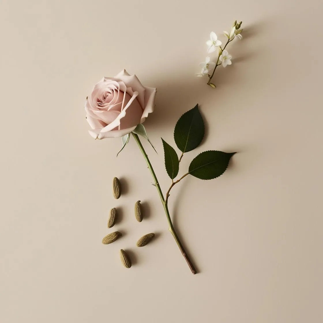 Notas olfativas del perfume con rosa, jazmín y cardamomo.