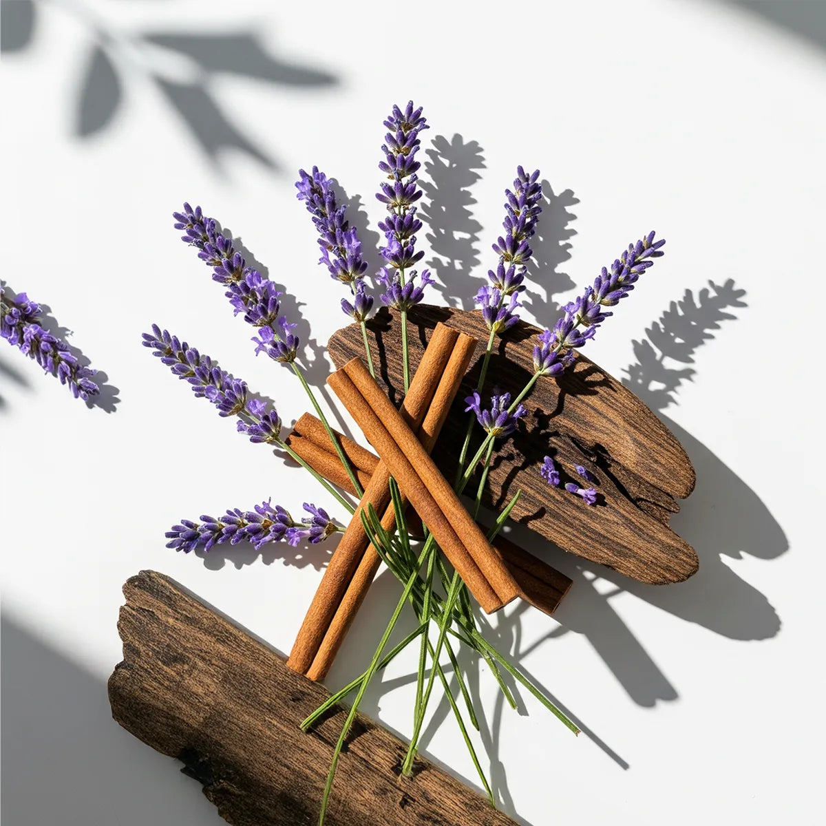 Notas olfativas del perfume con lavanda aromática, canela especiada y un fondo de maderas cálidas.