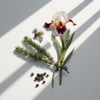 Ciprés, iris y bayas de enebro representando las notas olfativas del perfume.