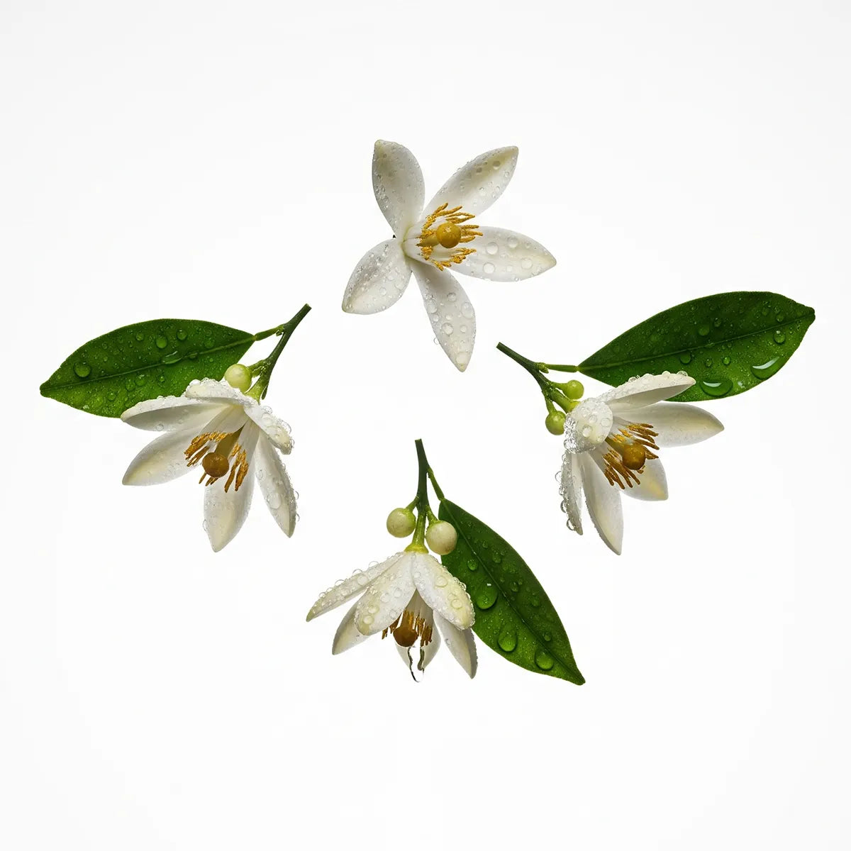 Notas olfativas del perfume de neroli.