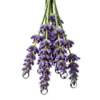 Notas olfativas del perfume de lavanda.