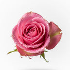 Notas olfativas del perfume de rosa.