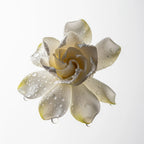 Notas olfativas del perfume de gardenia.