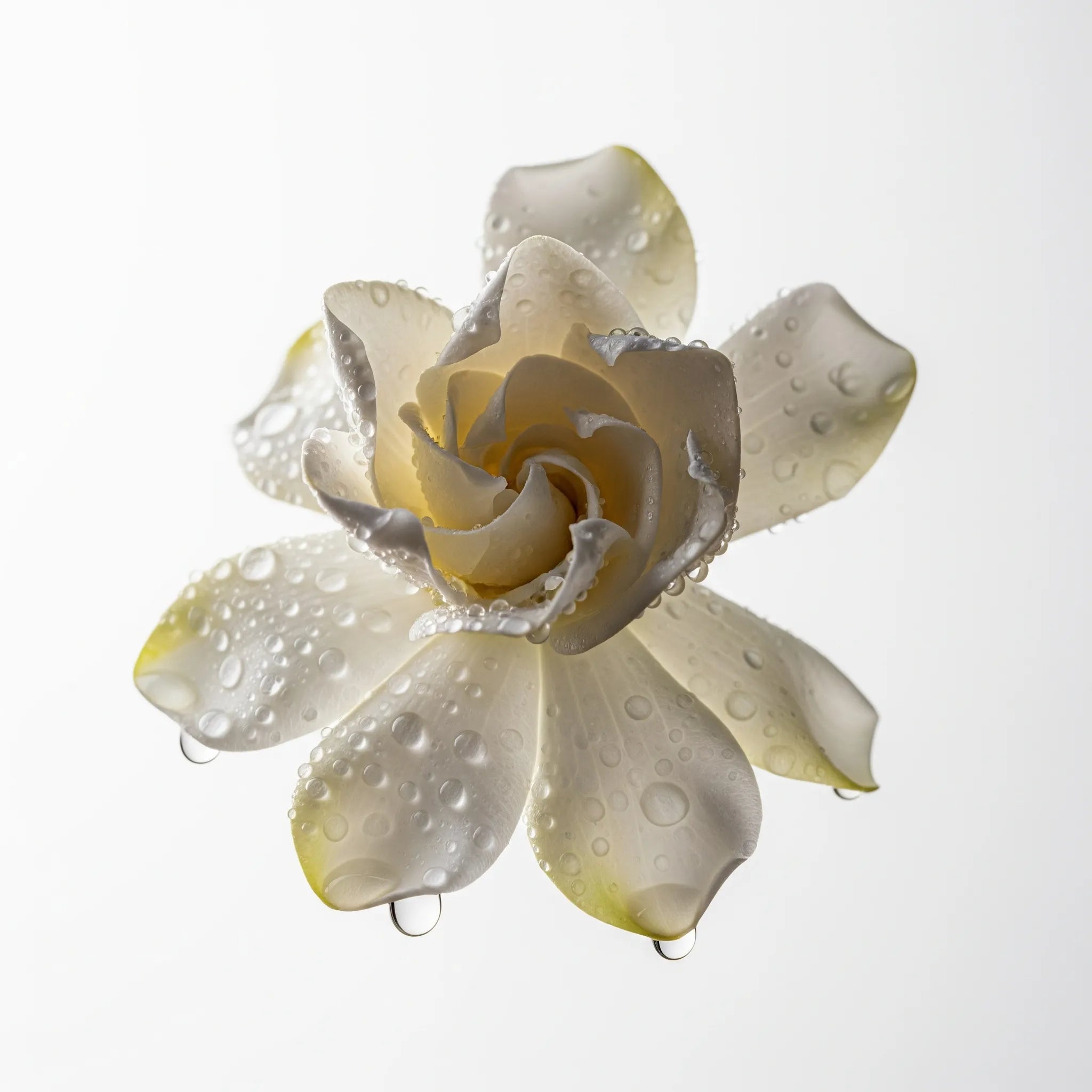 Notas olfativas del perfume de gardenia.