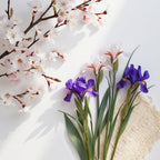 Notas olfativas del perfume con iris elegante, flor de cerezo y un toque empolvado suave.