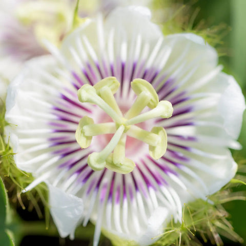 Passionflower