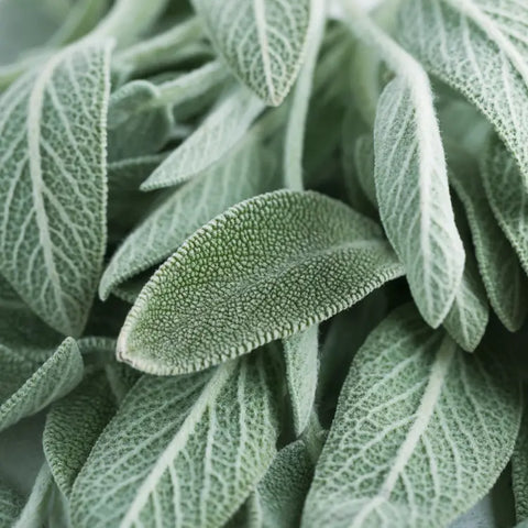 Sage